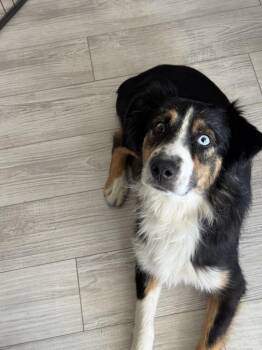 Stephanie -  Australian Shepherd Dog for Adoption in Colorado Springs, Colorado - Stephanie | PetCurious