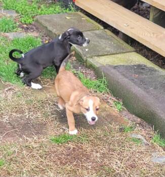 Collie Dogs Available for Adoption - Fiona | PetCurious