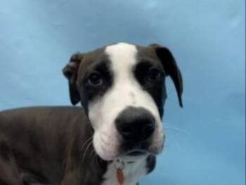 Archie -  Labrador Retriever and Mixed Breed Dog for Adoption in Golden Valley, Minnesota - Archie | PetCurious