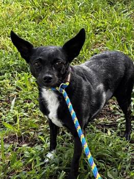 EBBIE -  Chihuahua Dog for Adoption in Fort Lauderdale, Florida - EBBIE | PetCurious
