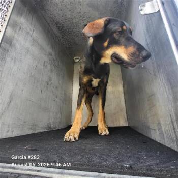 CARLO -  Doberman Pinscher Dog for Adoption in San Antonio, Texas - CARLO | PetCurious