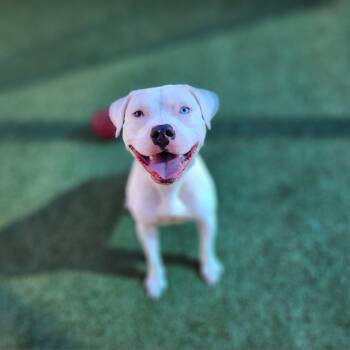 American Bulldog Dogs Available for Adoption - Bluey | PetCurious