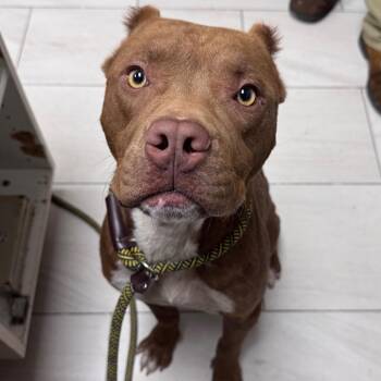Freddie -  Pit Bull Terrier Dog for Adoption in Lufkin, Texas - Freddie | PetCurious