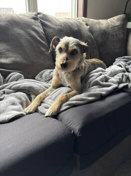 Schnauzer and Parson Russell Terrier Dogs Available for Adoption in Skyline, Minnesota - Ruby | PetCurious