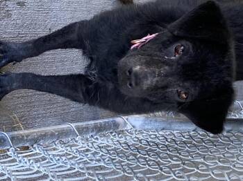 Lumen -  Labrador Retriever Dog for Adoption in Bolivar, Missouri - Lumen | PetCurious