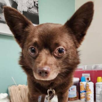 Taco -  Pomeranian and Chihuahua Dog for Adoption in Ferndale, Michigan - Taco | PetCurious
