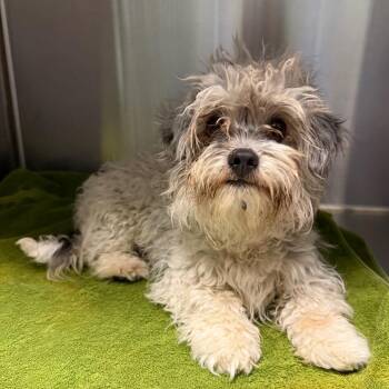 Poodle and Mixed Breed Dogs Available for Adoption in Greensboro, North Carolina - Dudley | PetCurious