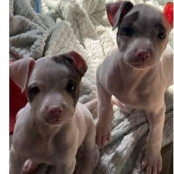 Dolly -  Pit Bull Terrier and Mixed Breed Dog for Adoption in Shorewood, Illinois - Dolly | PetCurious