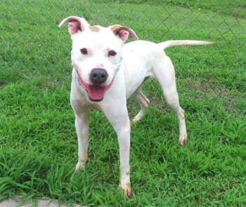 BLANKET -  Staffordshire Bull Terrier and Mixed Breed Dog for Adoption in Oklahoma City, Oklahoma - BLANKET | PetCurious