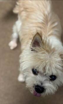 Gypsy -  Pomeranian and Yorkshire Terrier Dog for Adoption in Matthews, North Carolina - Gypsy | PetCurious