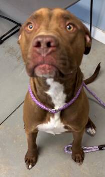 Terrier Dogs Available for Adoption in Hartford City, Indiana - Tank | PetCurious