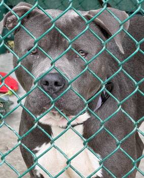 Franklin -  Pit Bull Terrier Dog for Adoption in Edison, New Jersey - Franklin | PetCurious