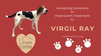 Coonhound Dogs Available for Adoption in Berwick, Pennsylvania - Virgil Ray | PetCurious