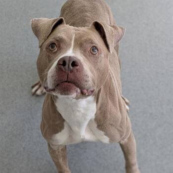 ALICE -  Pit Bull Terrier Dog for Adoption in Indianapolis, Indiana - ALICE | PetCurious