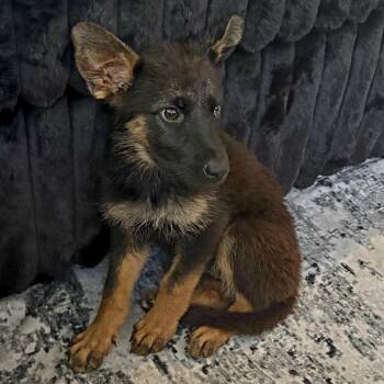 Blue Moon OS AZ -  German Shepherd Dog Dog for Adoption in Las Vegas, Nevada - Blue Moon OS AZ | PetCurious