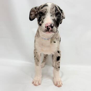 714 (2026) Cookies & Cream -  Pit Bull Terrier and Mixed Breed Dog for Adoption in Parker, Colorado - 714 (2026) Cookies & Cream | PetCurious