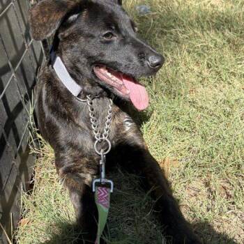 Lady Tremaine -  Dutch Shepherd and Labrador Retriever Dog for Adoption in Sanford, North Carolina - Lady Tremaine | PetCurious