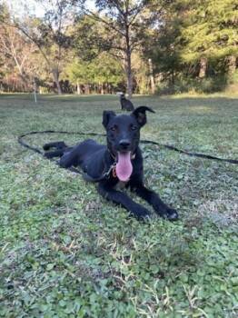Rescue Labrador Retriever and Mixed Breed Dogs for Adoption in New Orleans, Louisiana - Pearl | PetCurious