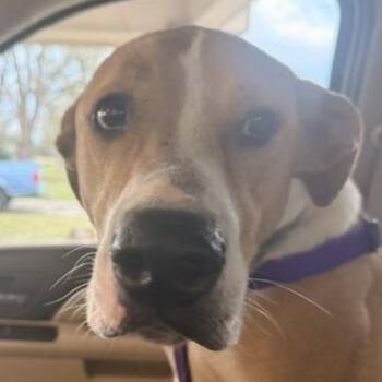 Pit Bull Terrier and Doberman Pinscher Dogs Available for Adoption in Quitman, Texas - BECKY | PetCurious