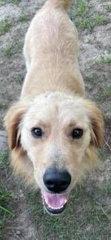 Golden Retriever Dogs Available for Adoption in Terra Cotta, Ontario - Finnigan | PetCurious