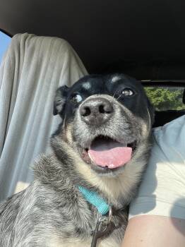 Rescue Australian Cattle Dog Blue Heeler and Border Collie Dogs for Adoption in Chatham, New Jersey - Flatiron | PetCurious