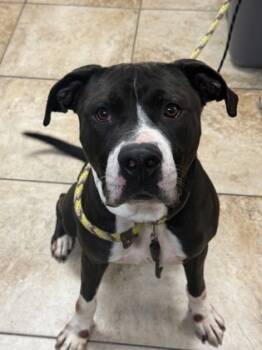 Rescue Mixed Breed Dogs for Adoption in Cincinnati, Ohio - Snickerdoodle | PetCurious