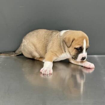 Mixed Breed Dogs Available for Adoption - Laguna | PetCurious