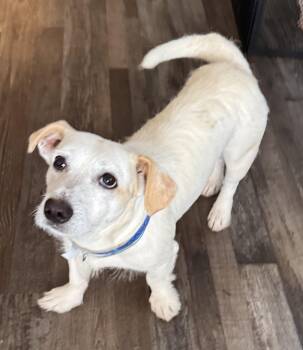 Peanut -  Basset Hound and Jack Russell Terrier Dog Available for Adoption in Sequatchie, Tennessee - Peanut | PetCurious