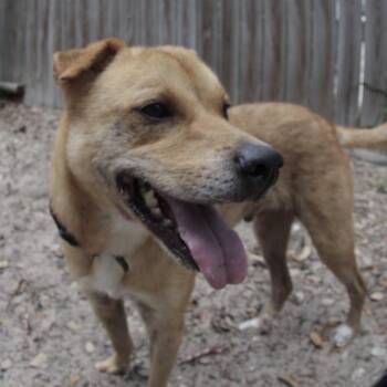 Labrador Retriever Dogs Available for Adoption in Fulton, Texas - Max | PetCurious