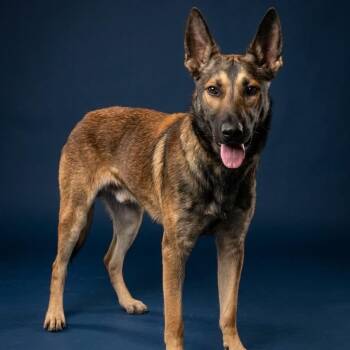 SHEP GS -  German Shepherd Dog Dog for Adoption in Lucas, Texas - SHEP GS | PetCurious