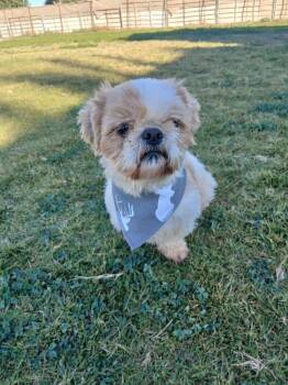 Miracle -  Shih Tzu Dog for Adoption in New York, New York - Miracle | PetCurious