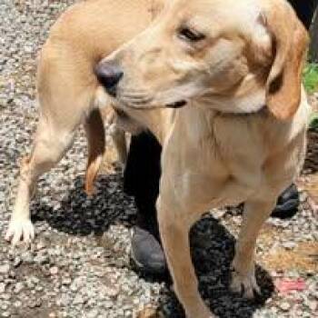 Loki -  Hound Dog for Adoption in Mountain City, Tennessee - Loki | PetCurious