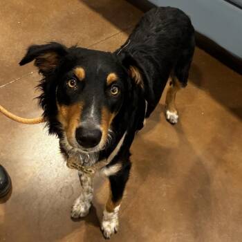 Theo -  Australian Shepherd Dog for Adoption in Lynchburg, Virginia - Theo | PetCurious
