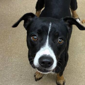 Terrier Dogs Available for Adoption in Corpus Christi, Texas - Bane | PetCurious