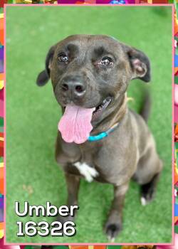 Labrador Retriever Dogs Available for Adoption - UMBER (also See CASH)  | PetCurious