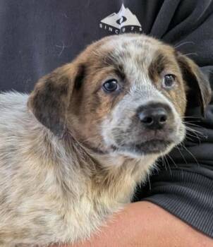 Rescue Cattle Dog and Mixed Breed Dogs for Adoption in La Harpe, Kansas - Desi | PetCurious