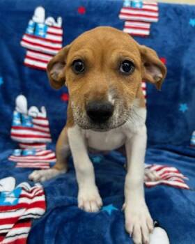 Clara -  Australian Shepherd and Mixed Breed Dog for Adoption in Elmira, New York - Clara | PetCurious