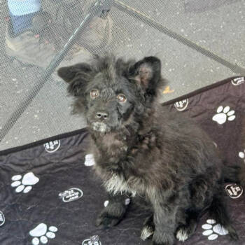 Rescue Poodle and Pomeranian Dogs for Adoption in Berlin, New Jersey - Mystique | PetCurious