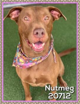 Nutmeg(880) -  Labrador Retriever and Pit Bull Terrier Dog for Adoption in Marietta, Georgia - Nutmeg(880) | PetCurious