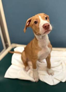 Theo -  Terrier and Mixed Breed Dog for Adoption in Honolulu, Hawaii - Theo | PetCurious