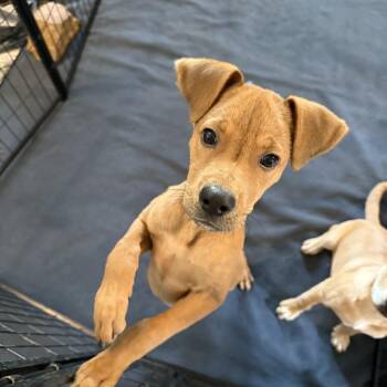 Rescue Hound Dogs for Adoption in Brookeville, Maryland - Toast | PetCurious