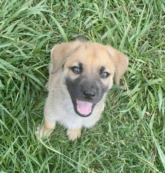 German Shepherd Dog Dogs Available for Adoption in Alvin, Texas - Comanche | PetCurious