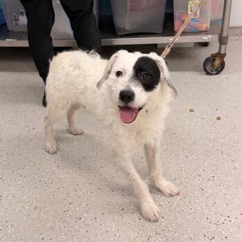 Canelo -  Mixed Breed Dog for Adoption in Indianapolis, Indiana - Canelo | PetCurious