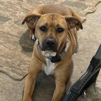 Goose -  Black Mouth Cur Dog for Adoption in Folkston, Georgia - Goose | PetCurious