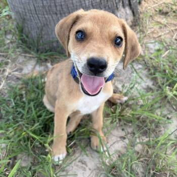 Cheeto -  Labrador Retriever Dog for Adoption in Harlingen, Texas - Cheeto | PetCurious