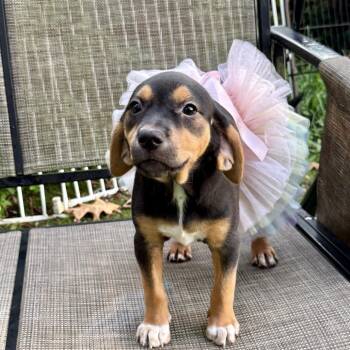 Spicy Marg 22594 -  Dachshund and Black And Tan Coonhound Dog for Adoption in Cumming, Georgia - Spicy Marg 22594 | PetCurious