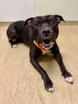 Rescue Mixed Breed Dogs for Adoption in West Chester, Pennsylvania - Beef Cake | PetCurious