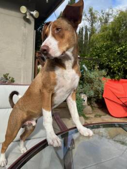 Labrador Retriever Dogs Available for Adoption - Tucker | PetCurious