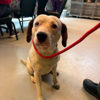 Mixed Breed Dogs Available for Adoption in Huntington, West Virginia - Quack - Stray Hold 5/12 | PetCurious