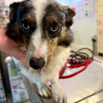 Rescue Cardigan Welsh Corgi Dogs for Adoption in West Chester, Pennsylvania - Pepper | PetCurious